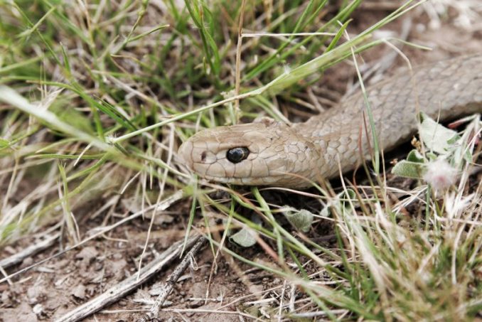 Meter Reader Leaves Terrifying Note About Snake At Man's Rural Property