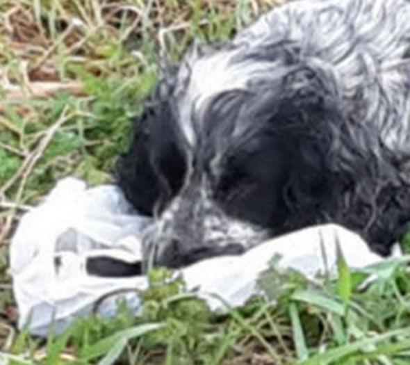 Paul Skinner Spots Dog's Emotional Moment On Side Of Road