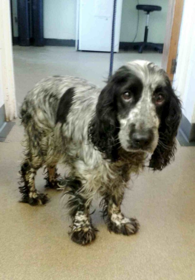 Paul Skinner Spots Dog's Emotional Moment On Side Of Road