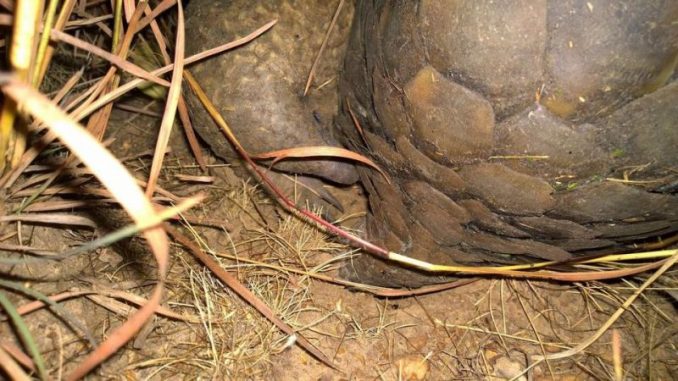 Pangolin Poachers Arrested In Zambia When Authorities Catch Them