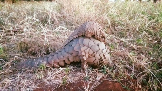 Pangolin Poachers Arrested In Zambia When Authorities Catch Them