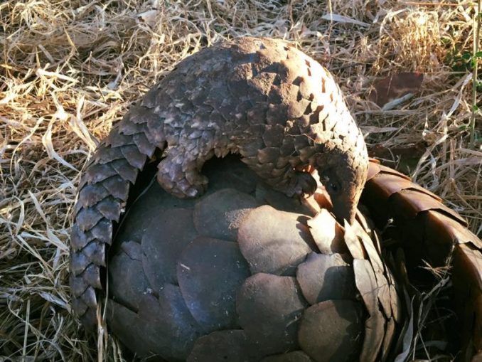 Pangolin Poachers Arrested In Zambia When Authorities Catch Them