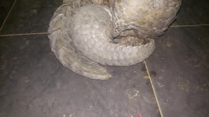 Pangolin Poachers Arrested In Zambia When Authorities Catch Them