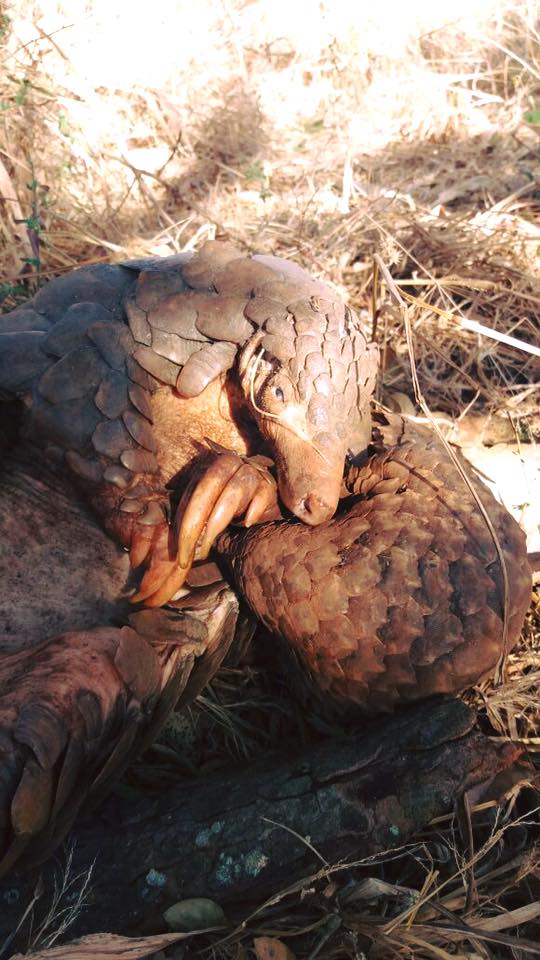 Pangolin Poachers Arrested In Zambia When Authorities Catch Them