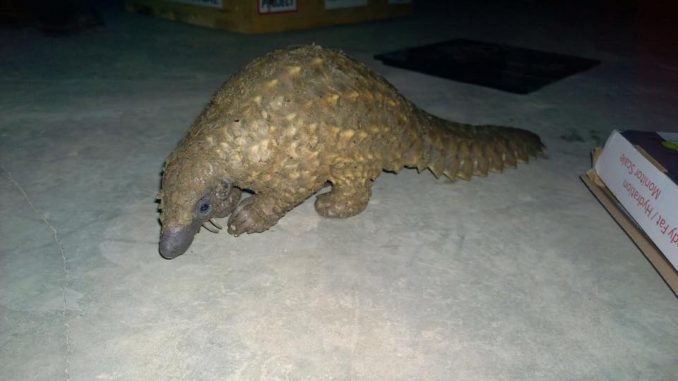 Pangolin Poachers Arrested In Zambia When Authorities Catch Them