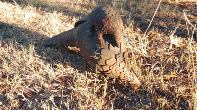 Pangolin Poachers Arrested In Zambia When Authorities Catch Them