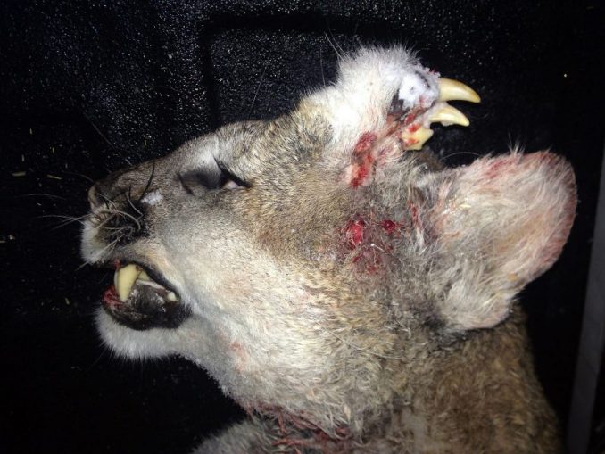 Strange Creature In Idaho Identified As A Mountain Lion