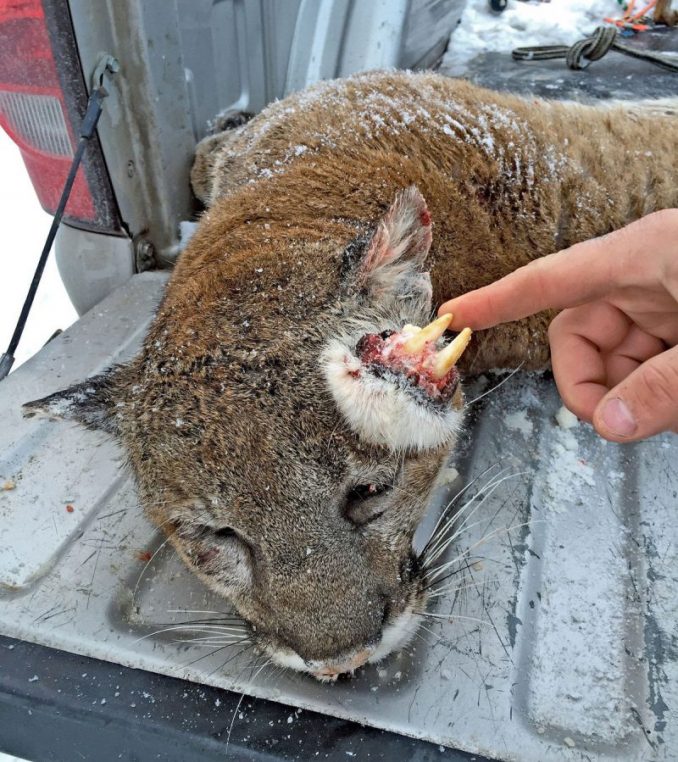 Strange Creature In Idaho Identified As A Mountain Lion