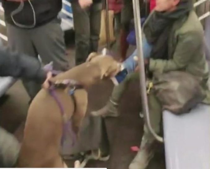 Pit Bull Attacks Woman On Subway – Some Viewers Say She Deserved It