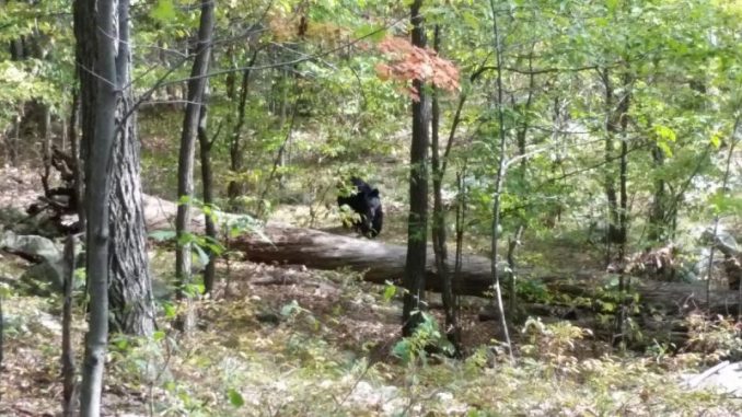 Darsh Patel Chilling Last Photos Capture Bear That Ended Up Killing Him