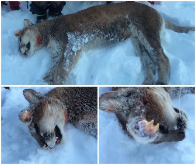 Strange Creature In Idaho Identified As A Mountain Lion