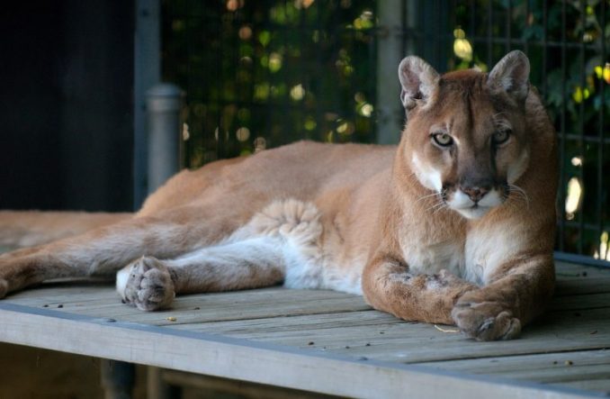 Strange Creature In Idaho Identified As A Mountain Lion