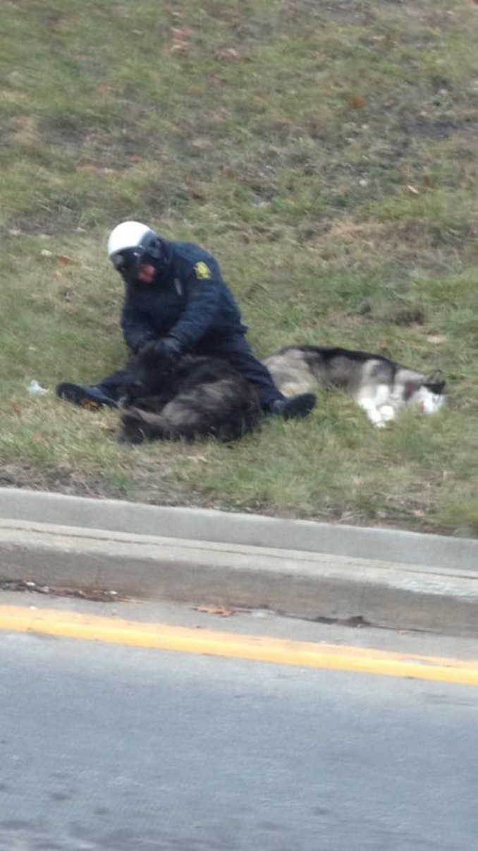 Debbie Davis Snaps Photo Of Cop Helping 2 Dogs On Side Of Road