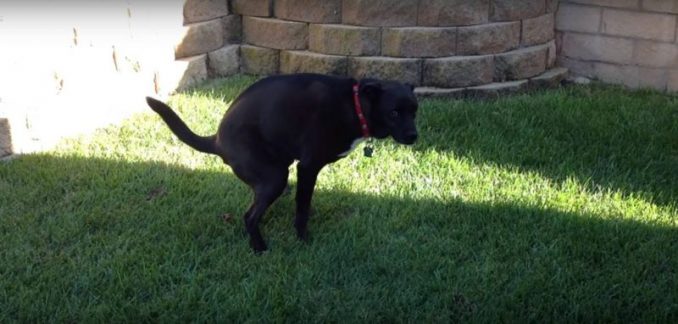 Fed-Up With Dog Poop In Her Yard, Woman Gets Hilarious Revenge