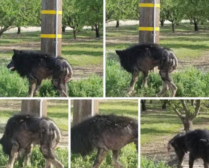 Werewolf Stood Along Road For Months, Stranger Realizes The Truth