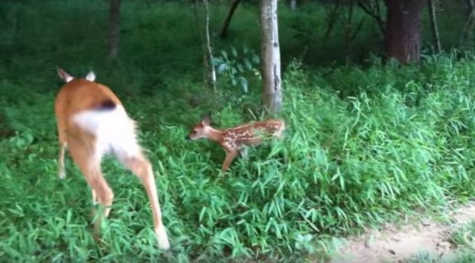 Amy Carrickhoff Yells "Little Girl" Into Woods, Deer Runs Toward Her