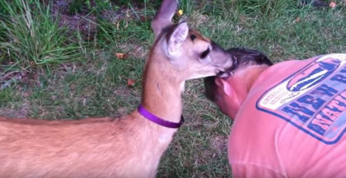 Amy Carrickhoff Yells "Little Girl" Into Woods, Deer Runs Toward Her