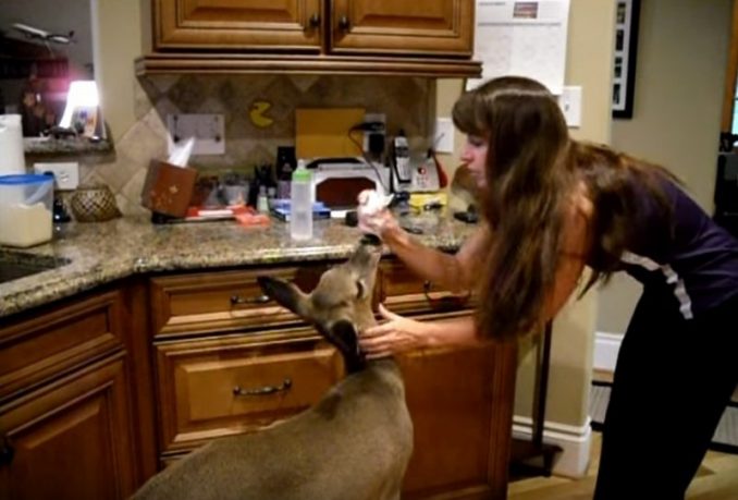 Amy Carrickhoff Yells "Little Girl" Into Woods, Deer Runs Toward Her