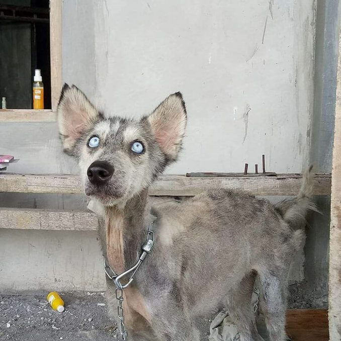 Abused Husky Looks Like Skeleton, Unrecognizable 10 Months Later