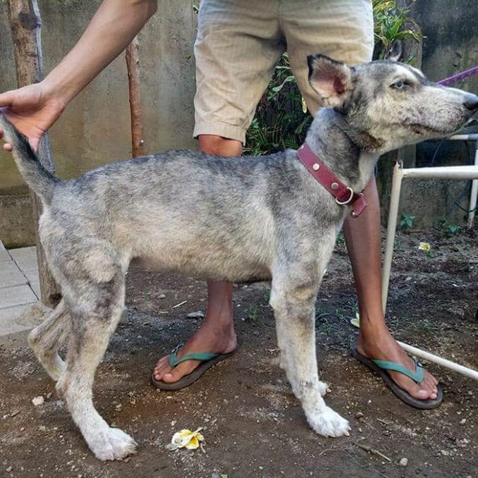 Abused Husky Looks Like Skeleton, Unrecognizable 10 Months Later