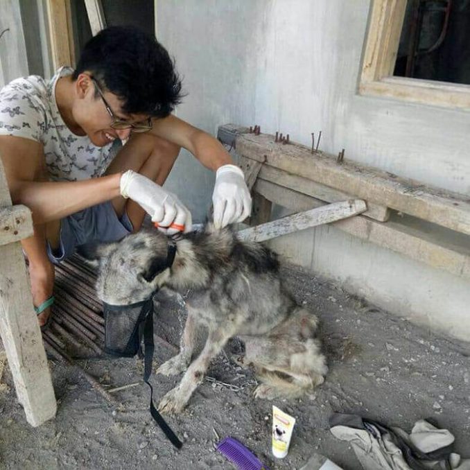 Abused Husky Looks Like Skeleton, Unrecognizable 10 Months Later