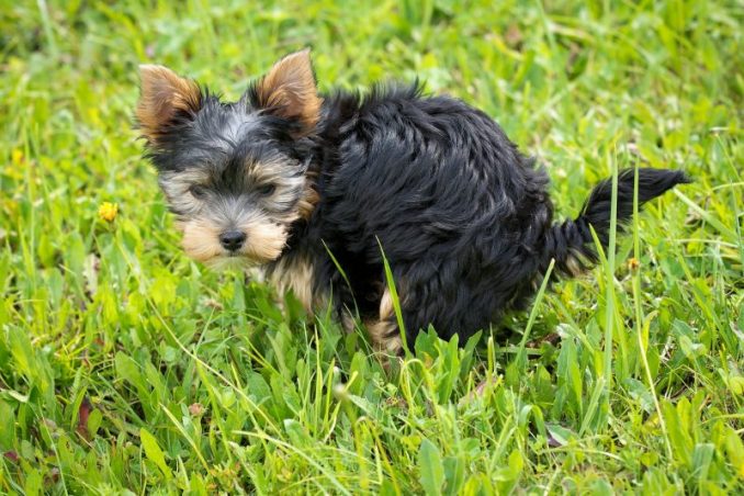 Fed-Up With Dog Poop In Her Yard, Woman Gets Hilarious Revenge