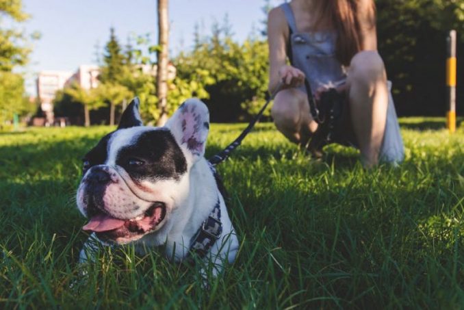 Fed-Up With Dog Poop In Her Yard, Woman Gets Hilarious Revenge
