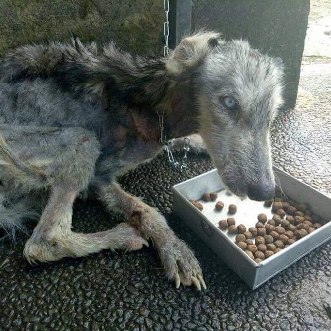 Abused Husky Looks Like Skeleton, Unrecognizable 10 Months Later