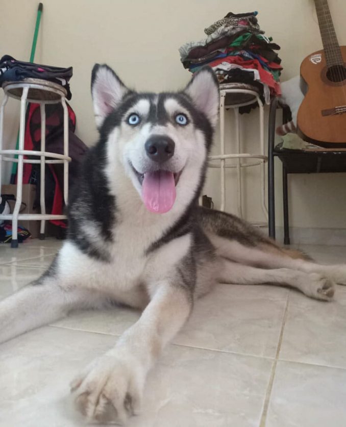 Abused Husky Looks Like Skeleton, Unrecognizable 10 Months Later