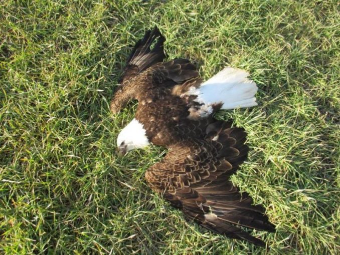 After 13 bald eagles found dead in field authorities investigate farmer | us news