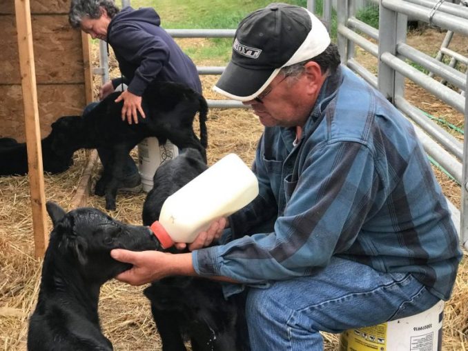 Farmer Thinks Cow Is Pregnant With 1 Calf, But Babies Keep Coming