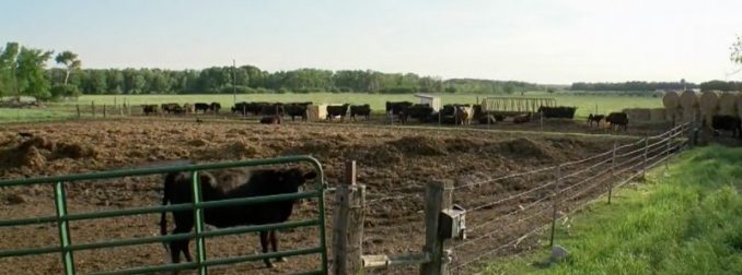 Farmer Thinks Cow Is Pregnant With 1 Calf, But Babies Keep Coming