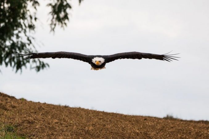 After 13 bald eagles found dead in field authorities investigate farmer | us news