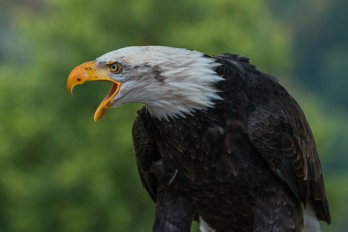 After 13 Bald Eagles Found Dead In Field, Authorities Uncover What Farmer Did