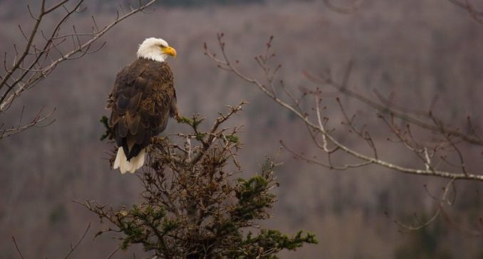 After 13 Bald Eagles Found Dead In Field, Authorities Uncover What Farmer Did