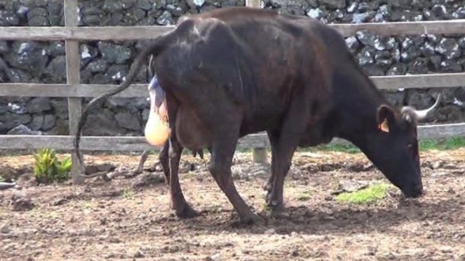 pregnantcow