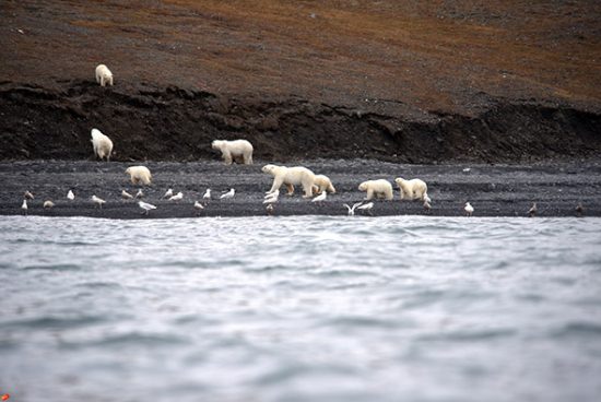 Wrangel Island