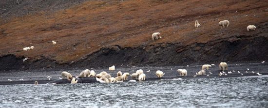 Wrangel Island