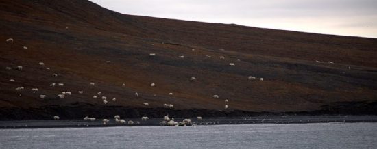 Wrangel Island