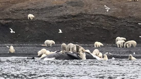 Wrangel Island