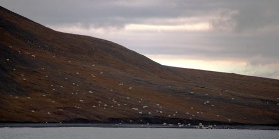 Wrangel Island