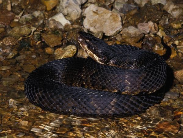 Gilbert De Leon snake cottonmouth