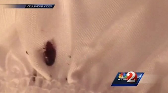 Christina Streble bed bugs Disney World