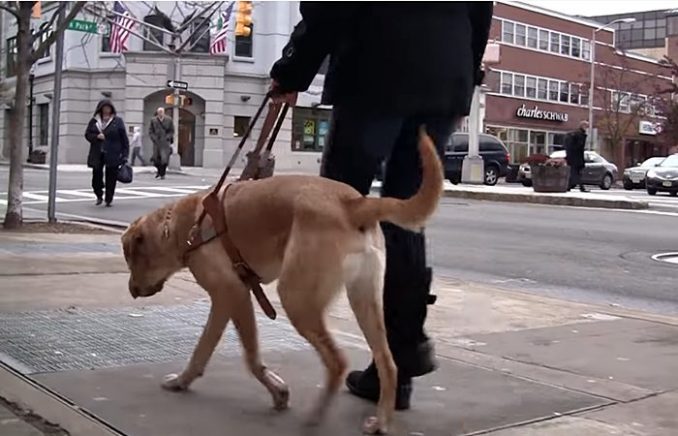 Gabriele Jandrasits Taxi Driver Leaves Blind Woman On Roadside For Reasons Of Faith